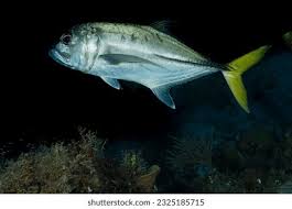 Image result for Caranx latus