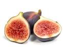 HowStuffWorks "Female Fig Wasp"