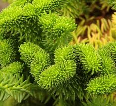 Attēlu rezultāti vaicājumam “Sedum pallidum bud”