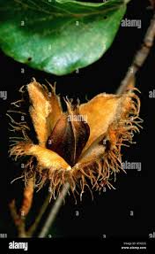 Attēlu rezultāti vaicājumam “Fagus sylvatica fruit”