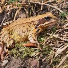 Attēlu rezultāti vaicājumam “Rana temporaria adult”