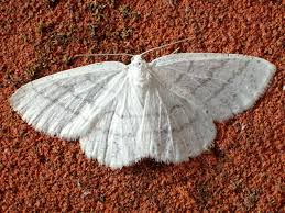 Attēlu rezultāti vaicājumam “Cabera pusaria male”