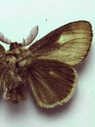 Attēlu rezultāti vaicājumam “Gynaephora selenitica”