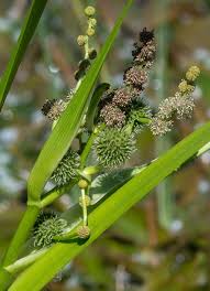 Attēlu rezultāti vaicājumam “Typhaceae”