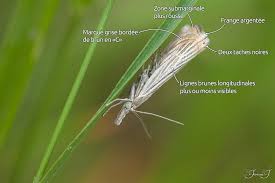 Attēlu rezultāti vaicājumam “Chrysoteuchia culmella”