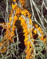 Attēlu rezultāti vaicājumam “Gymnosporangium sp.”