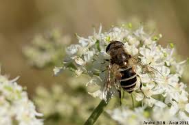 Attēlu rezultāti vaicājumam “Eristalis sp.”