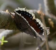 Attēlu rezultāti vaicājumam “Nymphalis antiopa underside”