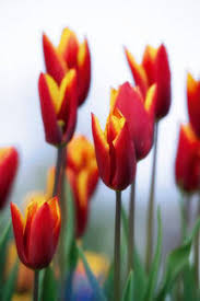 Attēlu rezultāti vaicājumam “Tulipa gesneriana”