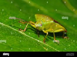 Attēlu rezultāti vaicājumam “Elasmostethus interstinctus imago”