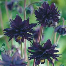 Image result for Aquilegia vulgaris