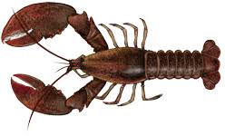 Image result for Homarus americanus