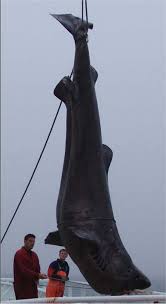 Image result for Somniosus pacificus