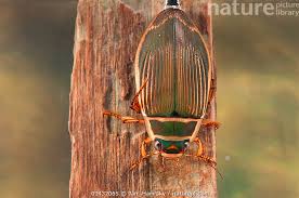 Attēlu rezultāti vaicājumam “Dytiscus marginalis”