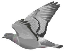 Attēlu rezultāti vaicājumam “Columba livia f. domestica adult”