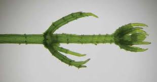 Attēlu rezultāti vaicājumam “Chara hispida”