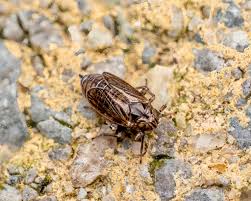 Attēlu rezultāti vaicājumam “Javesella pellucida female”