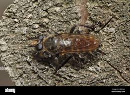 Attēlu rezultāti vaicājumam “Choerades sp.”