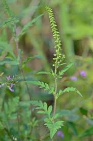 Attēlu rezultāti vaicājumam “Ambrosia artemisiifolia”