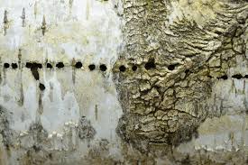 Attēlu rezultāti vaicājumam “Scolytus ratzeburgi”