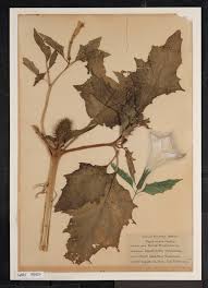 Image result for Datura stramonium