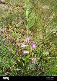 Attēlu rezultāti vaicājumam “Astragalus arenarius”