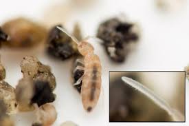 Attēlu rezultāti vaicājumam “Heteromurus nitidus”