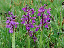 Attēlu rezultāti vaicājumam “Orchis morio”