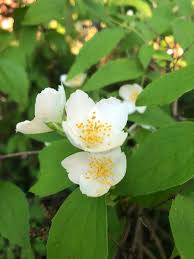 Attēlu rezultāti vaicājumam “Philadelphus coronarius flower”