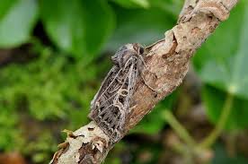 Attēlu rezultāti vaicājumam “Tholera decimalis male”