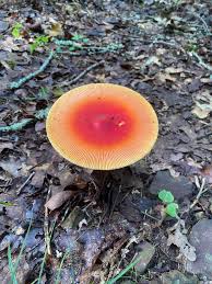 Attēlu rezultāti vaicājumam “Enerthenema papillatum stalked”