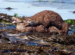 Image result for Worthing Otters