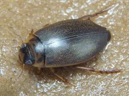 Attēlu rezultāti vaicājumam “Rhantus frontalis”