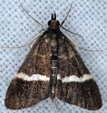 Attēlu rezultāti vaicājumam “Pyrausta cingulata”