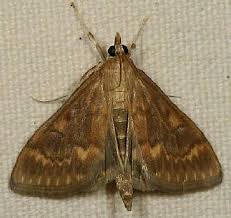 Attēlu rezultāti vaicājumam “Ostrinia nubilalis”