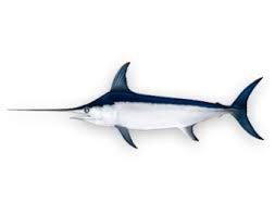 Image result for Xiphias gladius