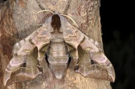 Attēlu rezultāti vaicājumam “Smerinthus ocellata”