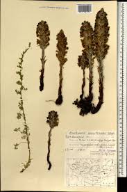 Attēlu rezultāti vaicājumam “Orobanche coerulescens”