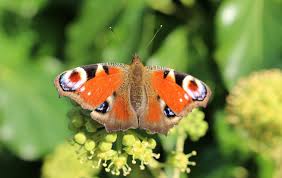 Attēlu rezultāti vaicājumam “Inachis io upperside”