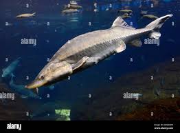 Image result for Huso brevirostrum