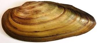 Attēlu rezultāti vaicājumam “Unio crassus”