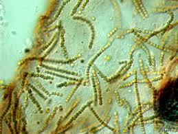 Attēlu rezultāti vaicājumam “Nostoc commune macro”