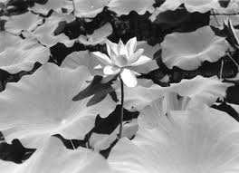 Attēlu rezultāti vaicājumam “Lotus sp. flower”