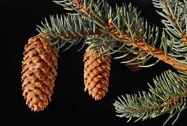 Attēlu rezultāti vaicājumam “Picea”