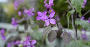 Image result for Lunaria annua