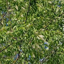 Attēlu rezultāti vaicājumam “Prunus serotina flower”