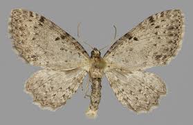 Attēlu rezultāti vaicājumam “Anticollix sparsata”