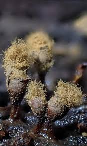 Attēlu rezultāti vaicājumam “Trichia sp.”