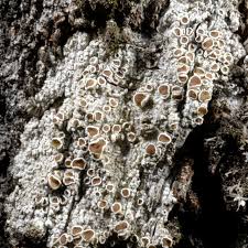 Attēlu rezultāti vaicājumam “Lecanora allophana”