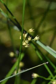 Attēlu rezultāti vaicājumam “Juncus filiformis”